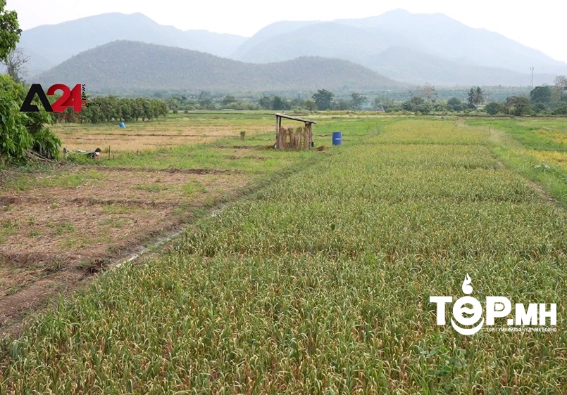 ТАЙЛАНД: Хятадаас сармис импортлохоо зогсоох хэрэгтэй