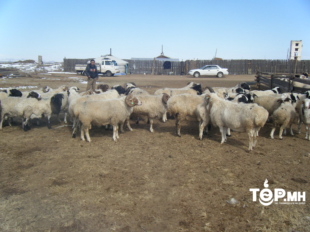 Архангай аймгийн Өгийнуур суманд 36000 гаруй мал хорогджээ