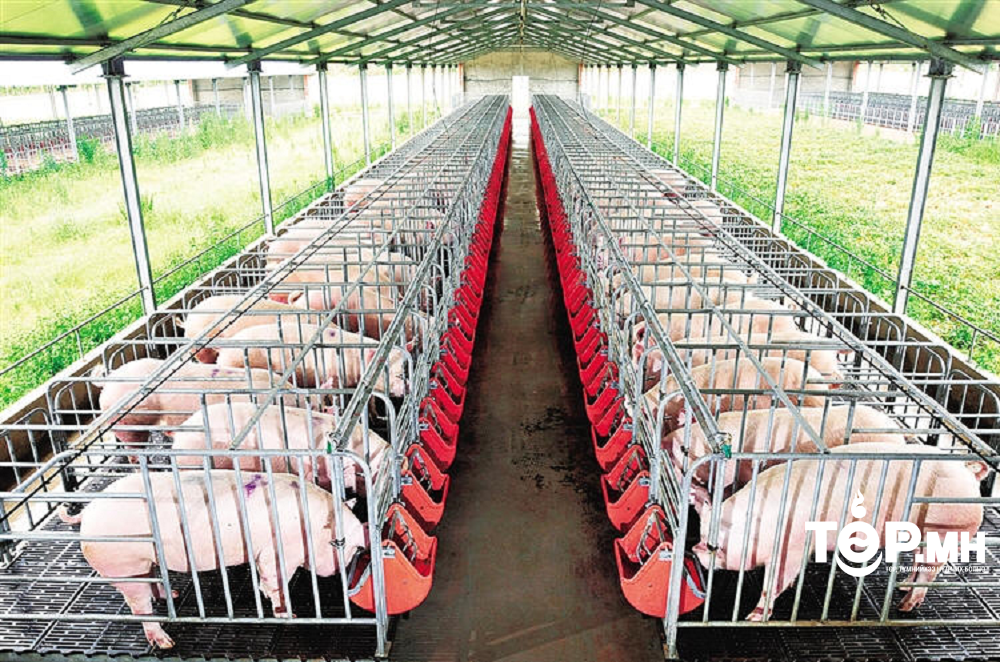 Гахайн аж ахуй эрхлэгчдэд нийт 4 тэрбум төгрөгийн зээлийн дэмжлэг үзүүлнэ