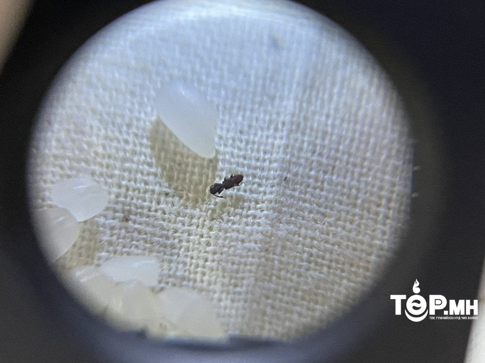 Вьетнам улсаас ирсэн 171.45 тонн цагаан будаанаас жижиг шавьж илэрчээ