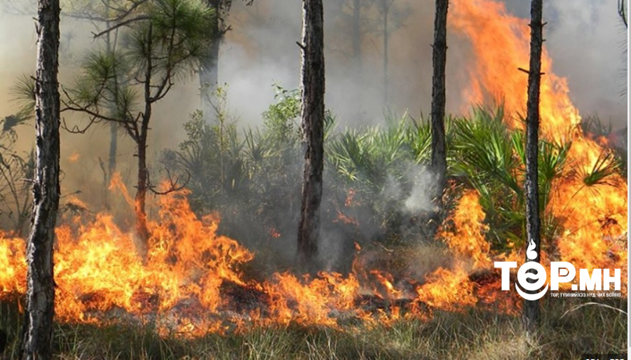 АНУ-д ой, хээрийн хоёр удаагийн түймэр дэгдэж, 95 мянган га талбай шатжээ
