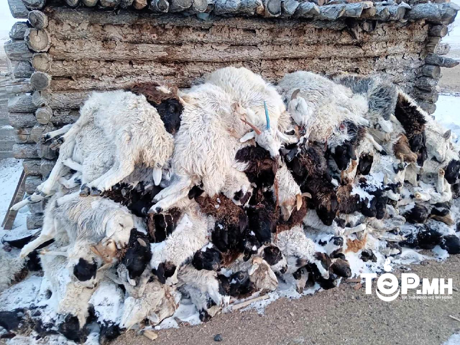 Малын хорогдол 6.6 саяд хүрлээ