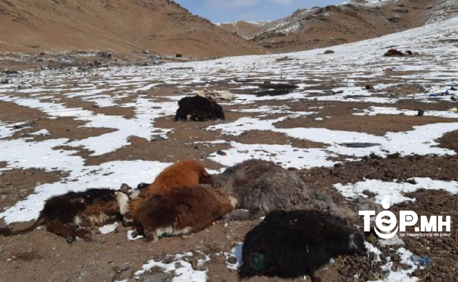 Малын хорогдол улам нэмэгдэх төлөвтэй байна