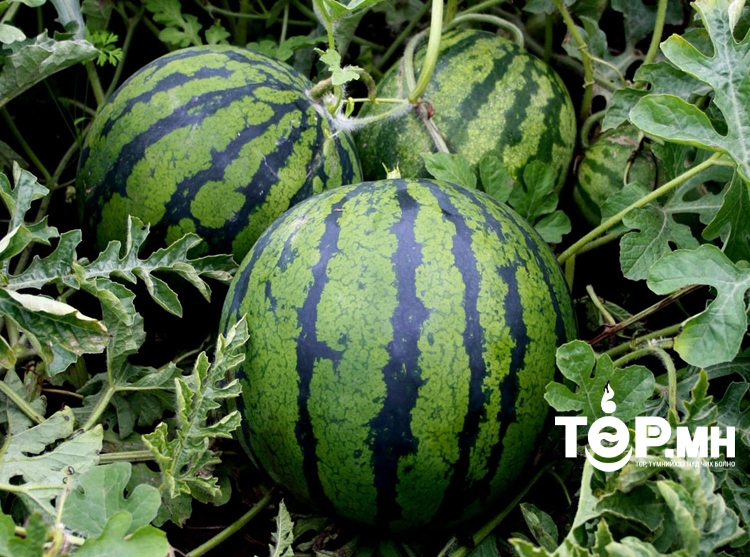 Тарвасны  184  дээжийг шинжилгээнд хамруулахад нитратын үлдэгдэл зөвшөөрөгдөх хэмжээнээс хэтрээгүй