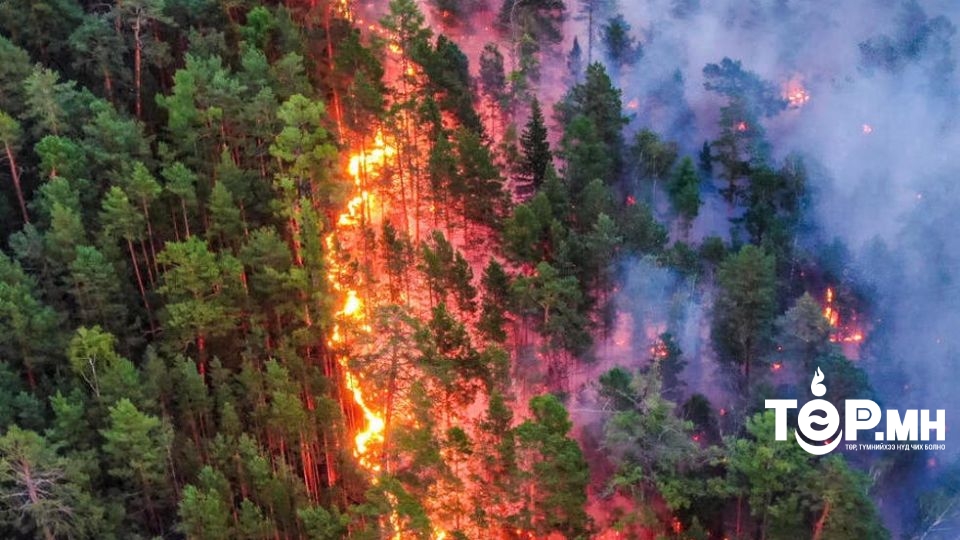Манай улсад нийт 122.6 га талбай ТҮЙМЭРТ ӨРТЖЭЭ