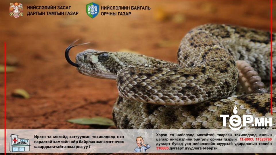 Суурьшлын бүсэд могой харсан бол дараах дугаарт яаралтай мэдэгдэнэ үү