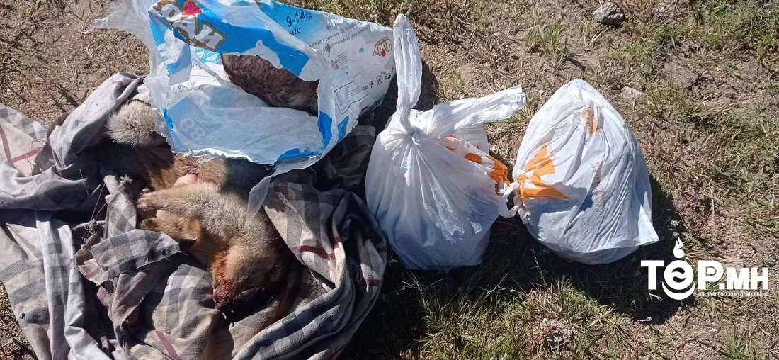 Хэрлэн авто тээврийн шалган нэвтрүүлэх товчоогоор 4 ширхэг тарваганы мах тээвэрлэж явсныг илрүүлжээ