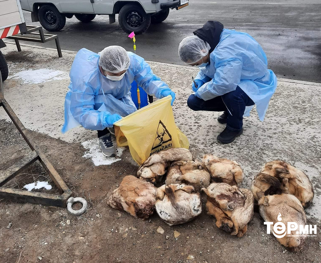 16 удаагийн зөрчлөөр 32 ширхэг тарвага тээвэрлэн Улаанбаатар хот уруу нэвтрүүлэхийг завдсан зөрчлийг илрүүллээ