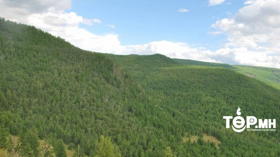 Ойд төөрөх, модноос унаж бэртэх тохиолдол нэмэгдэж байна