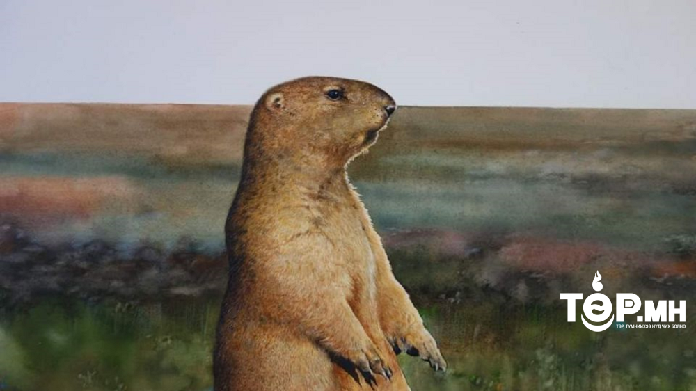 Тарваган тахал өвчнөөс урьдчилан сэргийлэх ажлыг эрчимжүүллээ