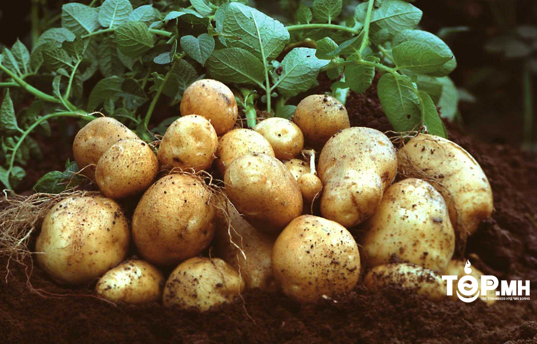 Төмсний үнэ цаашид дахин буурах төлөвтэй байна