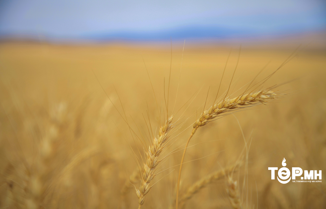 Ургац хураалтад анхаарах зөвлөмж