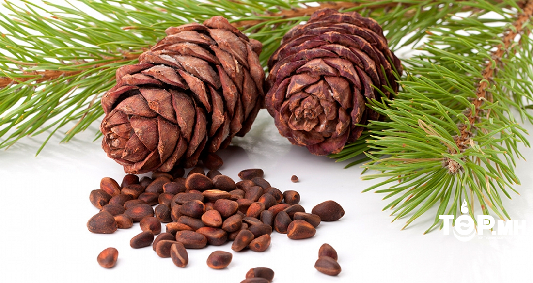 Хуш модны самар түүх хориотой