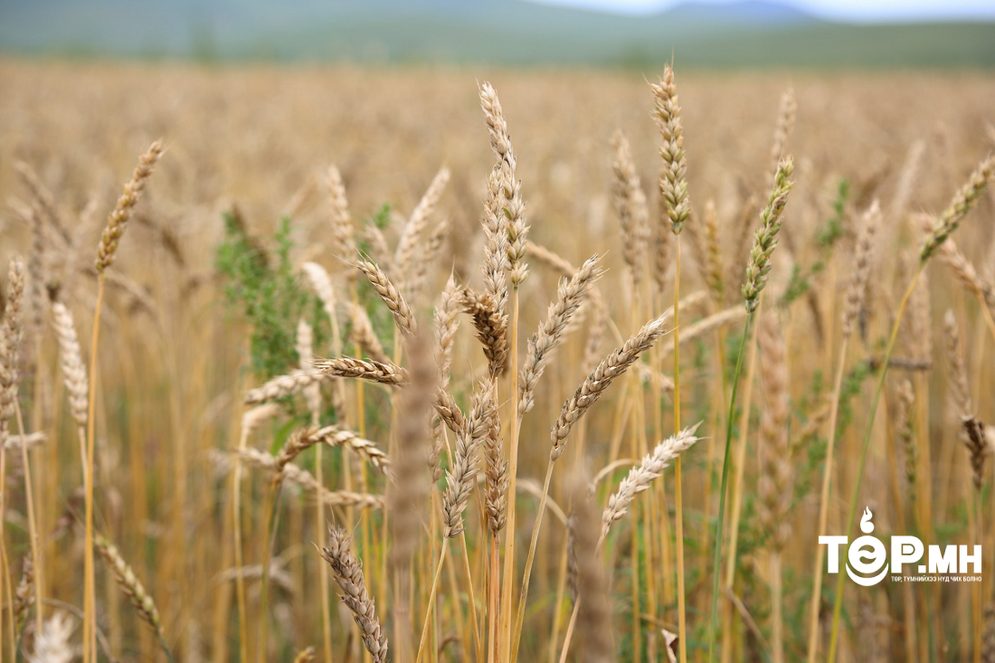 Жавхлант суманд тариалалтын шинэ аргыг амжилттай туршиж байна