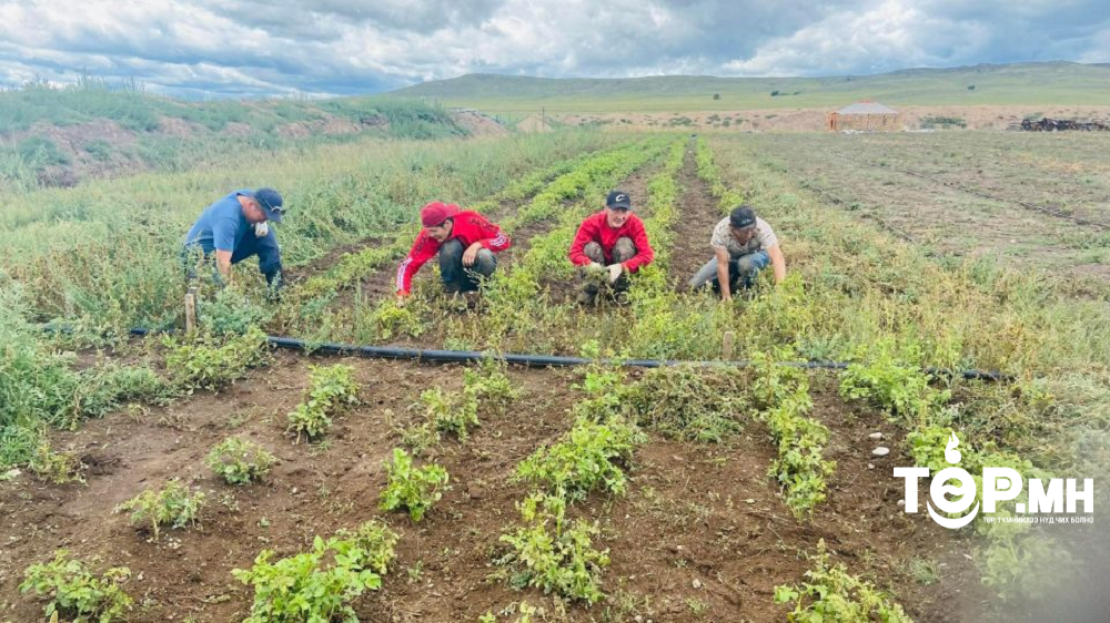ОБЕГ: Агропаркийн жимсний мод 90 гаруй хувийн ургалттай байна