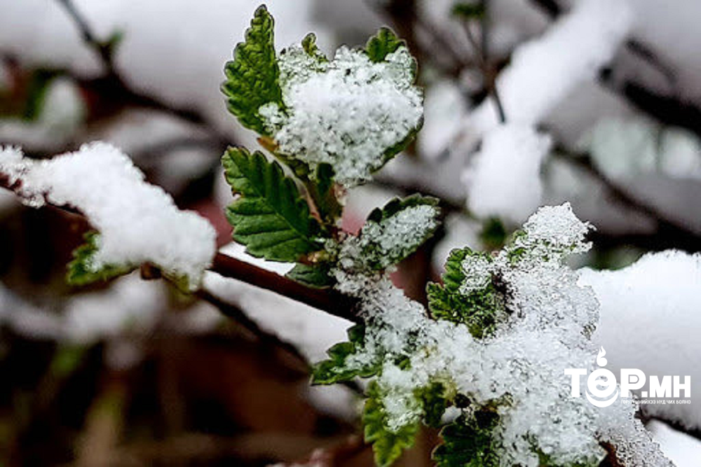 Ойрын хоёр хоногтоо нутгийн хойд хэсгээр бороо, уулаараа нойтон цас орно