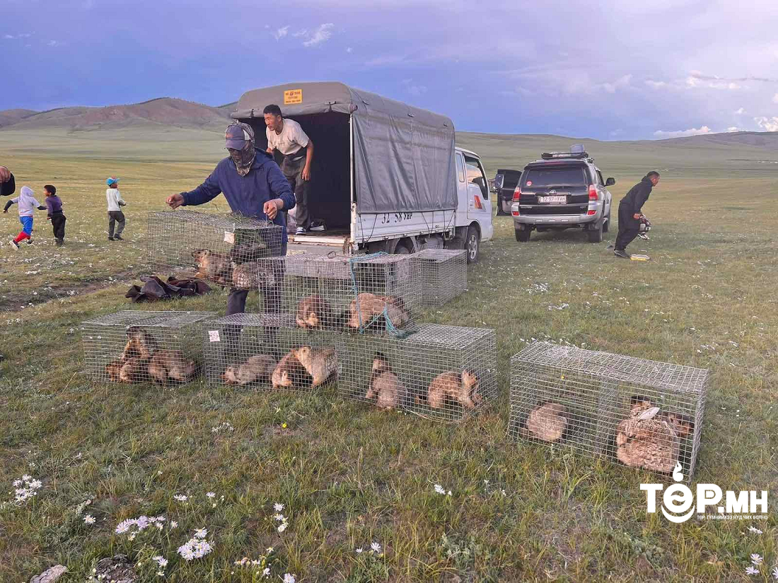 Архангай аймгийн нутагт тарвага нутагшуулах ажлыг зохион байгууллаа