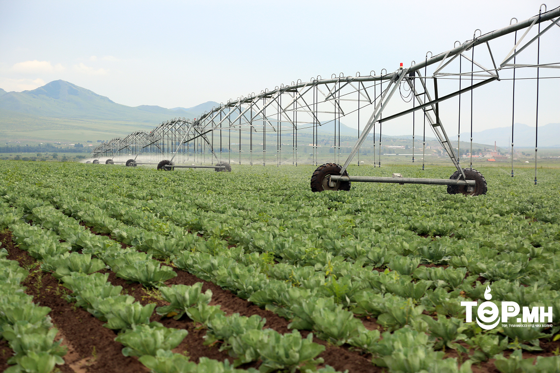 Хүнсний ногооны урамшуулал нь тариалалт нэмэгдүүлэх том хөшүүрэг болж байна