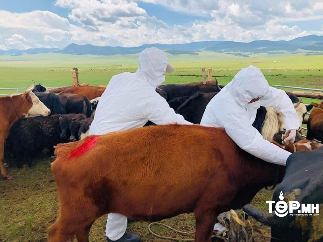 Булган аймагт үхрийн арьс товруутах өвчин илэрч 1,657 үхрийг вакцинжуулсан байна