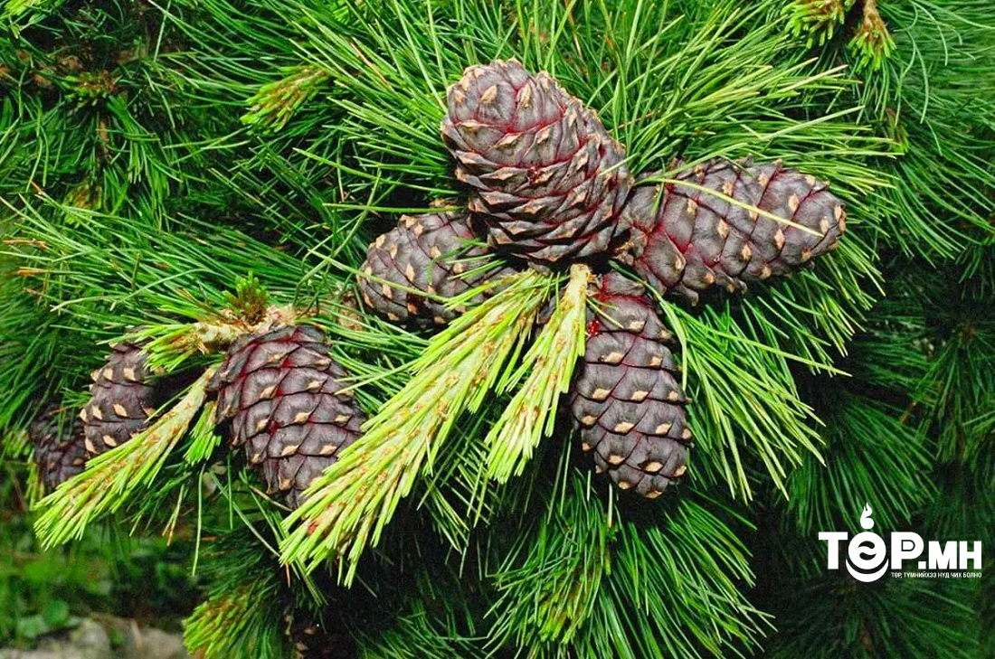 Болц нь гүйцээгүй түүхий хуш модны самрыг түүж хэрэглэхгүй байхыг анхааруулж байна