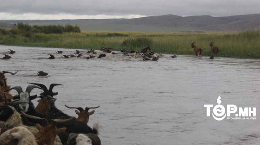 198 бог мал үерт урсаж хорогджээ
