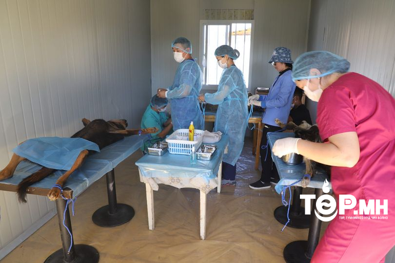 Золбин нохой, муурнуудыг "буудаж" биш, хүнлэг энэрэнгүй аргаар "цэгцэлнэ"