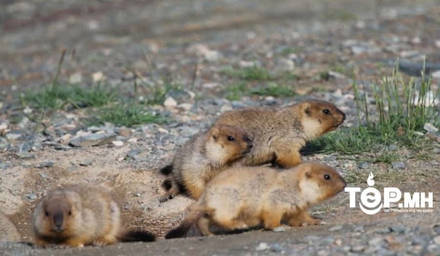 Улаанбаатарт тарваган тахлын дахин нэг тохиолдол бүртгэгдлээ