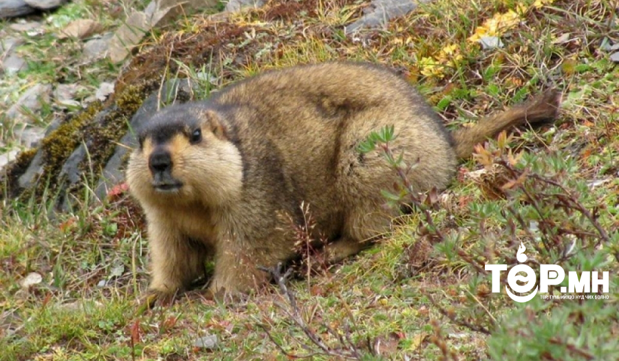 Хэнтий аймгийн Биндэр сумаас гарах хөдөлгөөнийг хязгаарлалаа