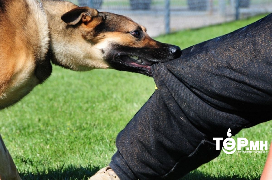 Нохойдоо хошуувч зүүлгээгүйгээс гадаа тоглож байсан хүүхдийн хөлийг хазаж, хүндэвтэр гэмтээжээ