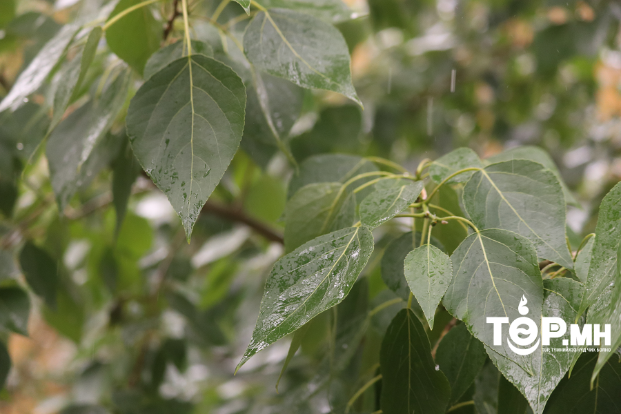 Улаанбаатар хотод үүлэрхэг, шөнөдөө бага зэргийн бороо орно