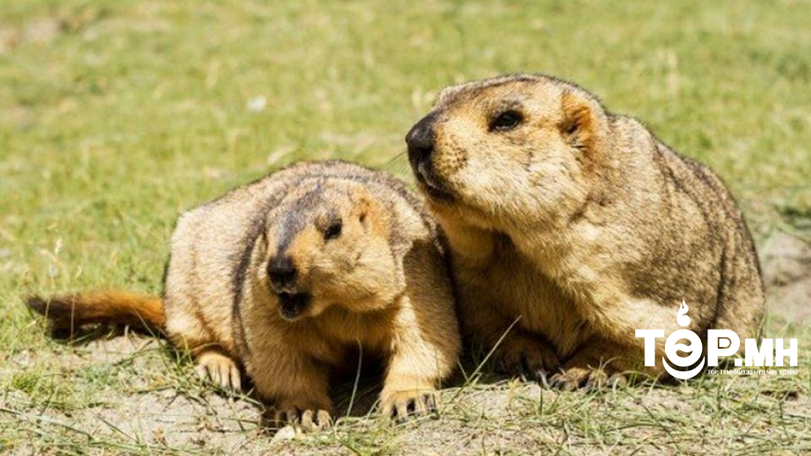 17 аймгийн 81 сум тарваган тахлын байгалийн голомт өндөр идэвхтэй байна