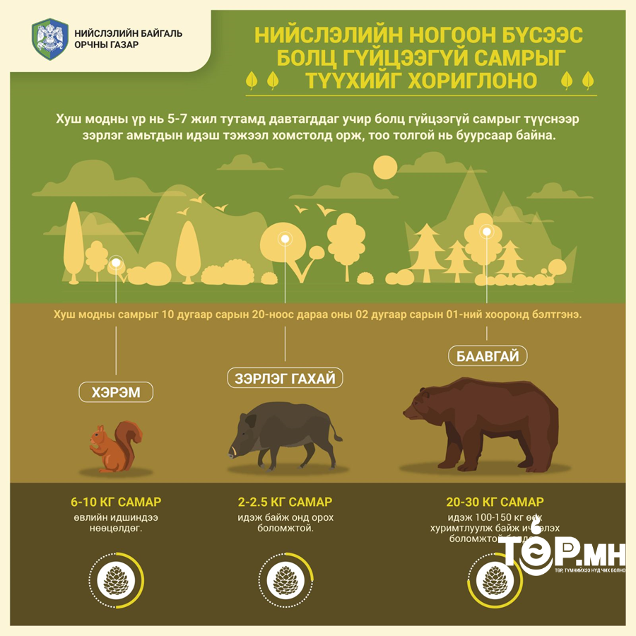 Нийслэлийн ногоон бүсээс болц гүйцээгүй самар түүхийг хориглоно