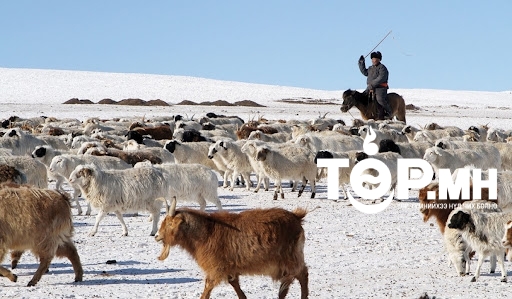 ҮСХ: Улсын хэмжээнд 67.3 сая толгой мал тоологдлоо