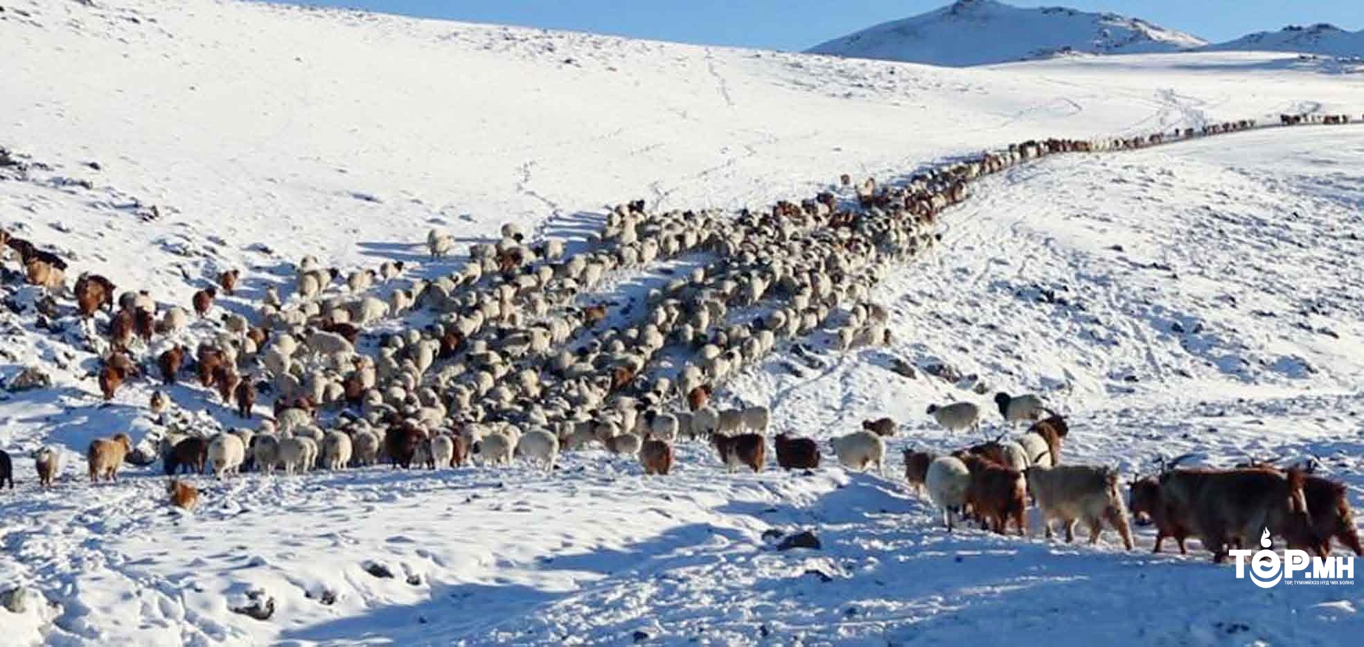 Мал хулгайлсан бол тоо харгалзахгүйгээр хорих ял эдлүүлэхээр шинэ хуульд заажээ
