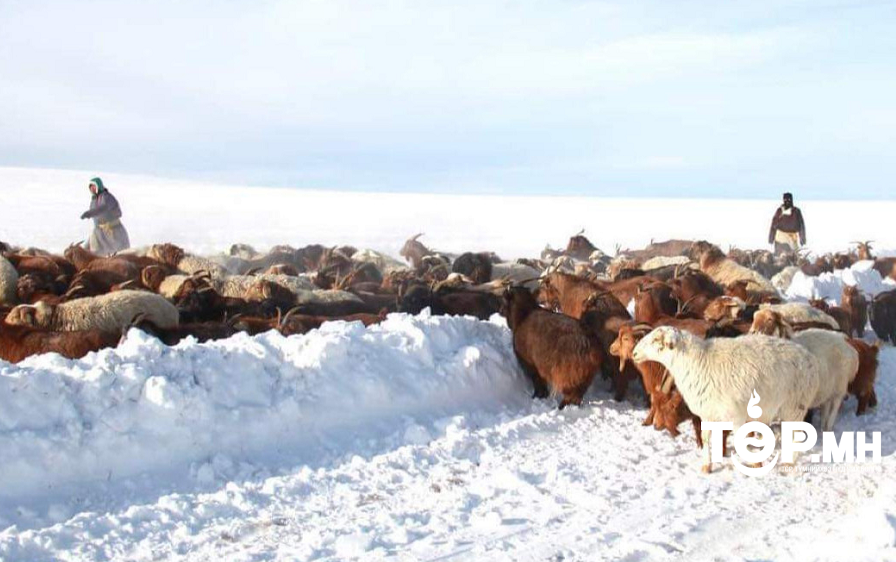Зудын эрсдэл ихтэй нутгийн хэмжээ 20 орчим хувиар нэмэгдлээ