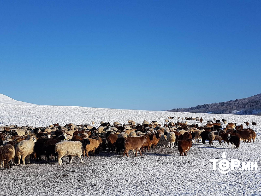 Хэрлэнбаян-Улаан багийн аймаг дундын отрын бүсэд 10 аймгийн 545 өрх отроор өвөлжиж байна