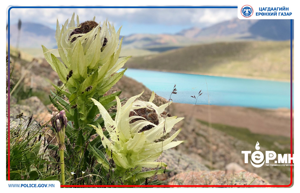 Нэн ховор ургамал болох “ВАНСЭМБЭРҮҮ” цэцгийг хууль бусаар худалдаж байсныг илрүүлжээ