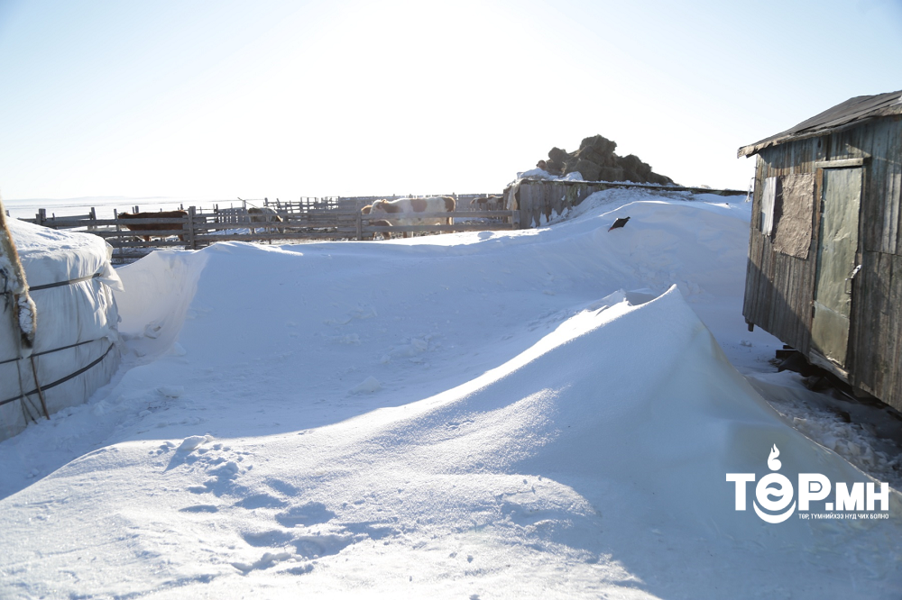 Өвөлжилт хүндэрч цас ихээр орсон суманд 220 тонн хивэг, тэжээл, долооцыг 50 хувийн хөнгөлөлттэй үнээр олгохоор боллоо