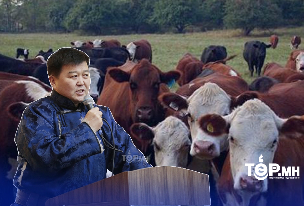 Тэнгэрт хадсан "ГУРИЛЫН" үнийг тоодоггүй Х.Болорчулуун 13 тэрбумаар үхэр "ЭЭМЭГЖҮҮЛЭХ" нь...