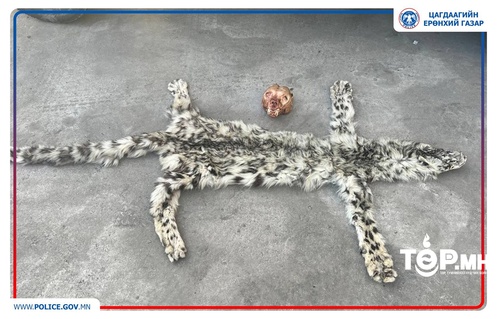 Цоохор ирвэс агнасан хоёр иргэнийг илрүүлжээ