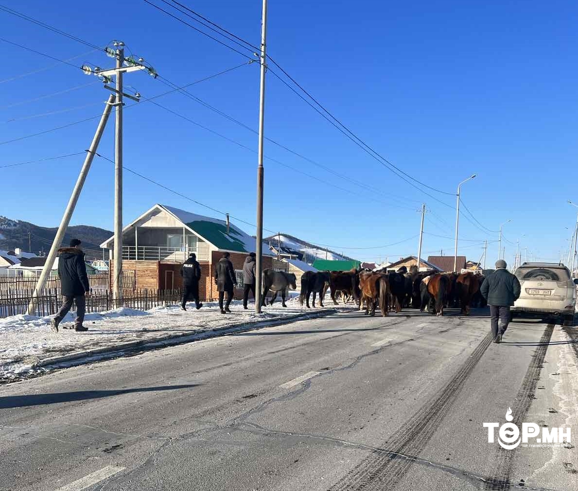 Нийслэлээс 11,539 толгой мал гаргалаа