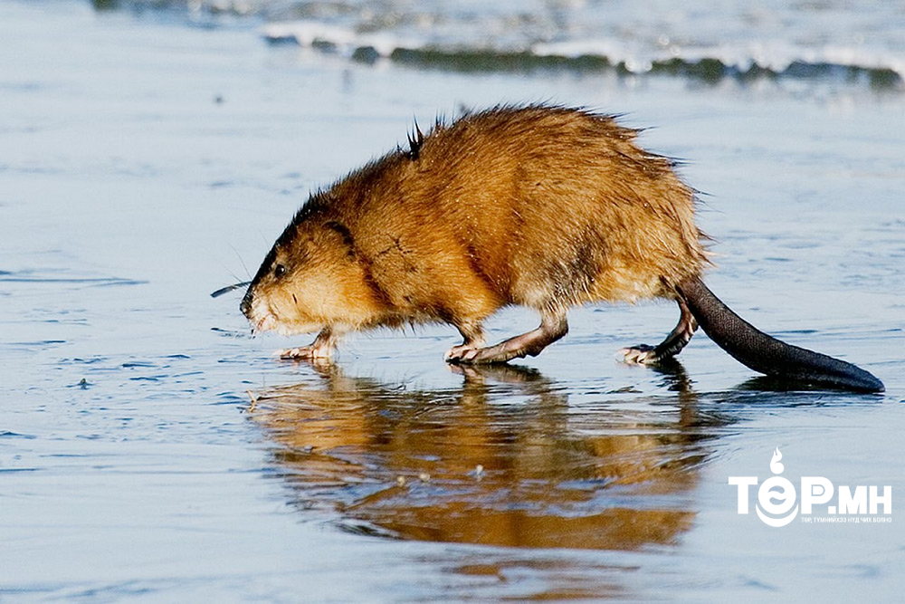 Хууль бусаар 67 ширхэг ОНДАТАР тээвэрлэж явсныг экологийн цагдаагийн албанаас шалгаж байна