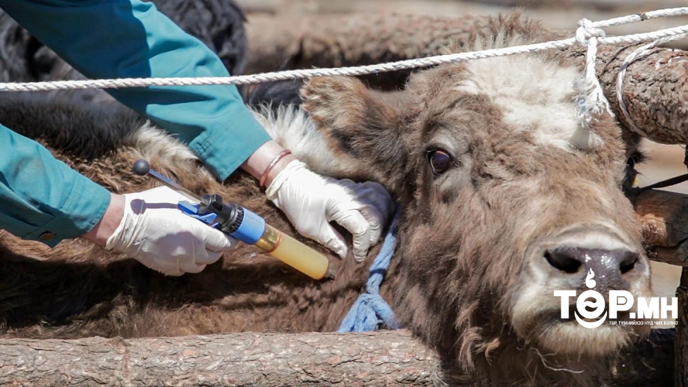 Баян-Өлгий аймагт малын гоц халдварт өвчний сэжигтэй 31 тохиолдол бүртгэгдэж хорио цээрийн дэглэм тогтоолоо