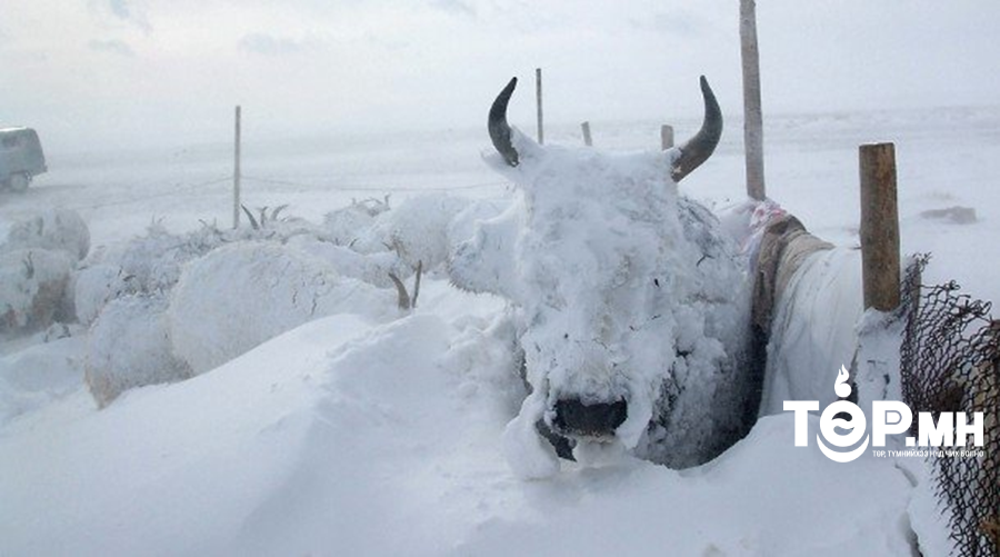 Зудын эрсдэлийн үнэлгээгээр Баян-Өлгий, Завхан, Увс “маш их” эрсдэлтэй гарчээ