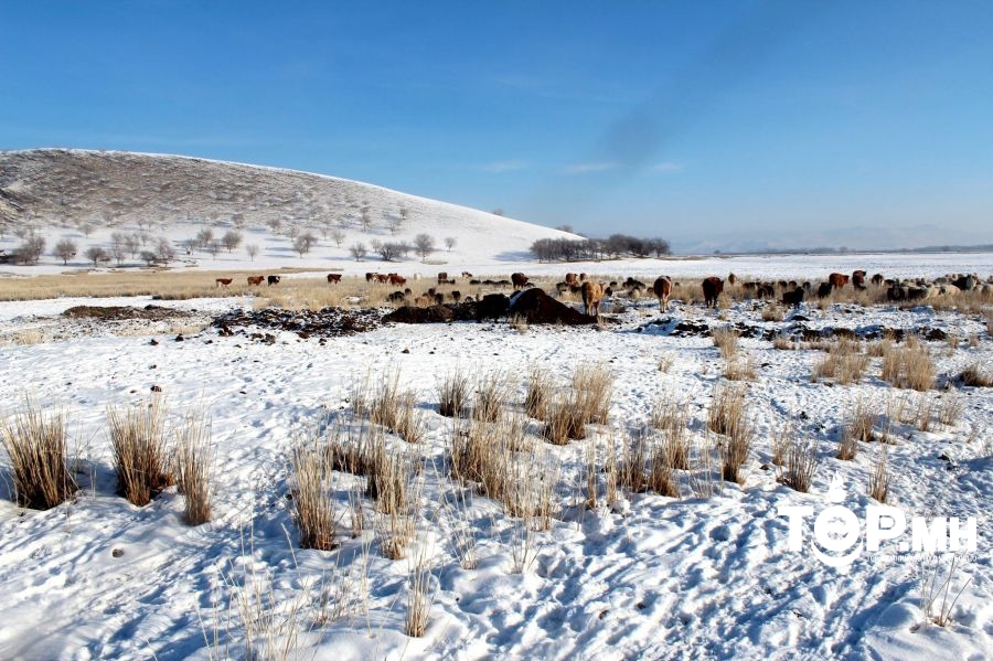 Нийт нутгийн 50 гаруй хувьд цастай байна