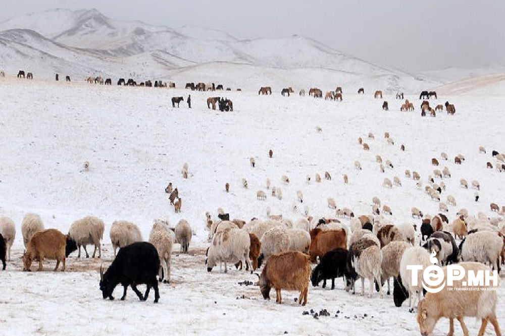 Есөн аймгийн 15 суманд цагаан зудын байдалтай байна