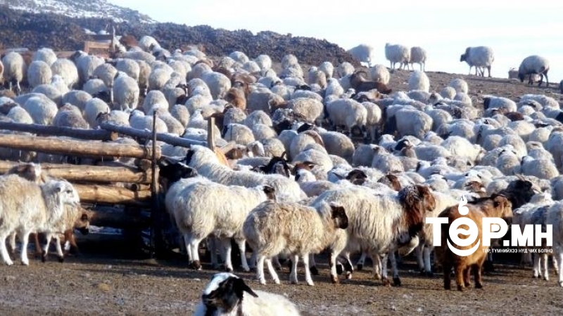 Улсын хэмжээнд 71.1 сая толгой мал тоологдоод байна