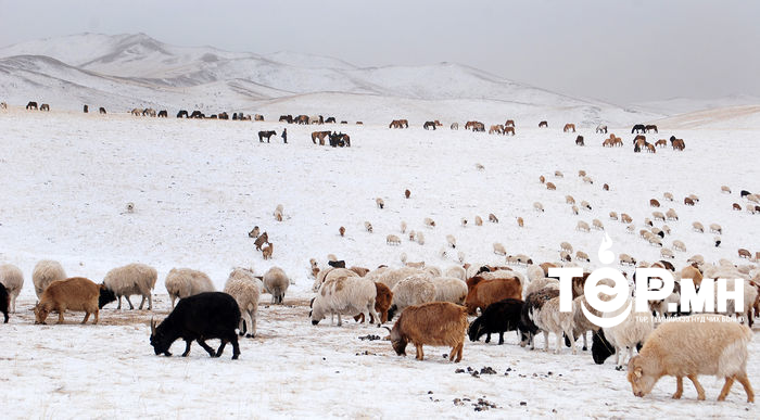 Найман аймгийн 13 суманд цагаан зудын нөхцөл бүрджээ