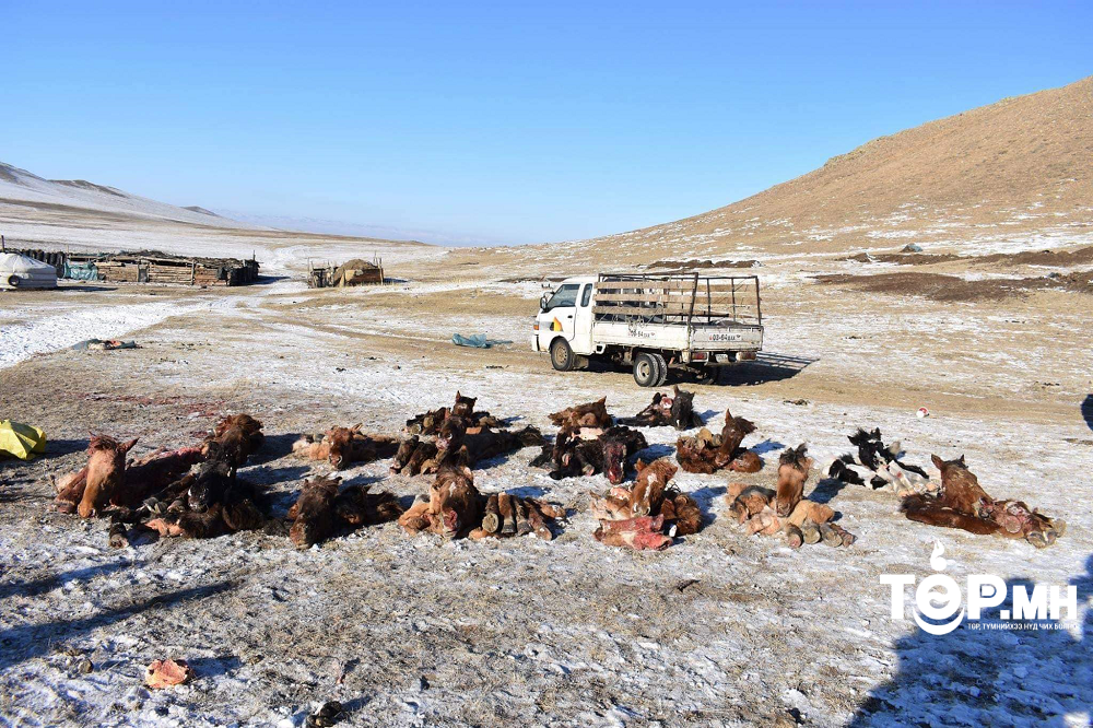 465 тооны бод мал хулгайлж, иргэдэд 1.2 тэрбум төгрөгийн хохирол учруулжээ