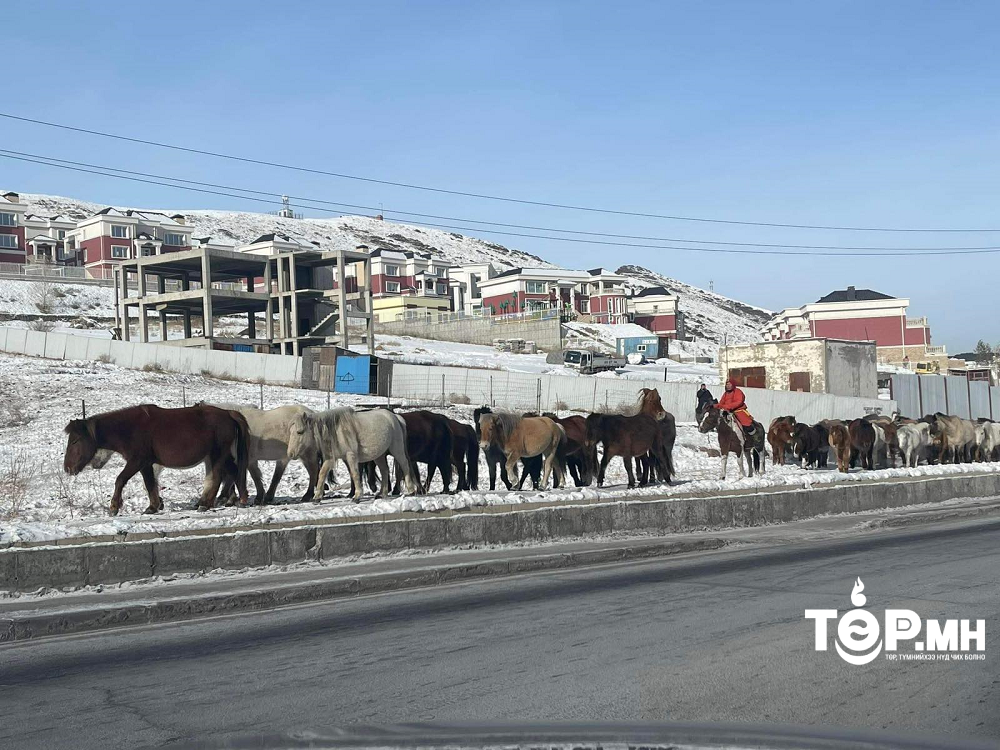 Нийслэлийн хориглосон бүсээс 4557 толгой мал гаргалаа